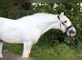 Trekpaard Mix, Merrie, 7 Jaar