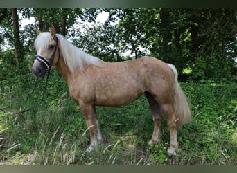 Trekpaard Mix, Merrie, 7 Jaar