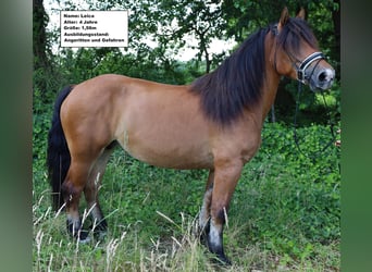 Trekpaard Mix, Merrie, 7 Jaar