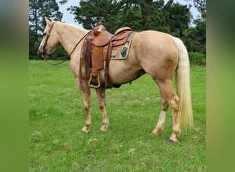 Trekpaard, Merrie, 8 Jaar, 155 cm, Palomino