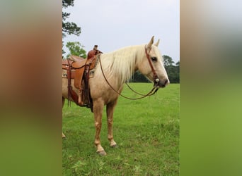 Trekpaard, Merrie, 8 Jaar, 155 cm, Palomino