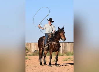 Trekpaard Mix, Merrie, 8 Jaar, 157 cm, Roodbruin