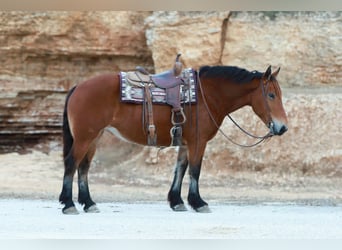 Trekpaard Mix, Merrie, 8 Jaar, 160 cm, Roodbruin