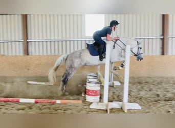 Trekpaard, Merrie, 8 Jaar, 166 cm, Schimmel