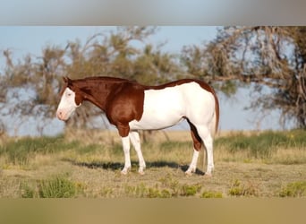 Trekpaard Mix, Merrie, 9 Jaar, 132 cm, Gevlekt-paard