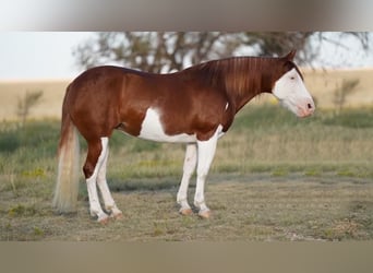 Trekpaard Mix, Merrie, 9 Jaar, 132 cm, Gevlekt-paard