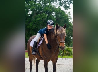 Trekpaard Mix, Merrie, 9 Jaar, 137 cm