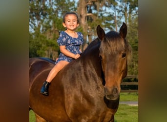 Trekpaard Mix, Merrie, 9 Jaar, 137 cm