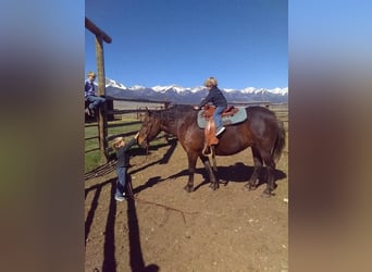 Trekpaard Mix, Merrie, 9 Jaar, 137 cm