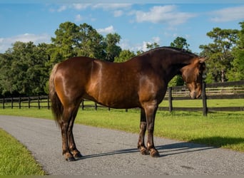 Trekpaard Mix, Merrie, 9 Jaar, 137 cm