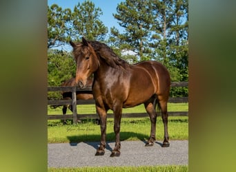Trekpaard Mix, Merrie, 9 Jaar, 137 cm