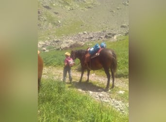 Trekpaard Mix, Merrie, 9 Jaar, 137 cm