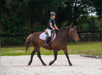 Trekpaard Mix, Merrie, 9 Jaar, 137 cm