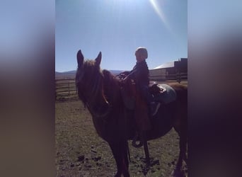 Trekpaard Mix, Merrie, 9 Jaar, 137 cm
