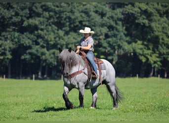 Trekpaard Mix, Merrie, 9 Jaar, 152 cm, Roan-Blue