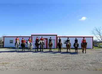 Trekpaard, Merrie, 9 Jaar, 163 cm, Zwart