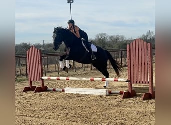 Trekpaard, Merrie, 9 Jaar, 163 cm, Zwart