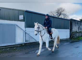 Trekpaard, Merrie, 9 Jaar, 166 cm, Schimmel