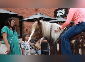 Trekpaard, Ruin, 10 Jaar, 145 cm, Roan-Red