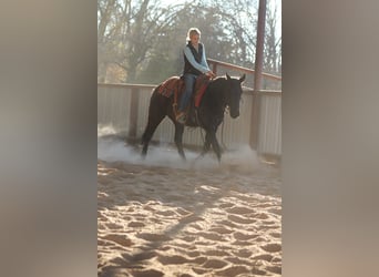 Trekpaard Mix, Ruin, 10 Jaar, 145 cm, Zwart