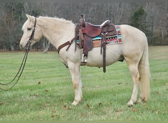 Trekpaard, Ruin, 10 Jaar, 152 cm, Palomino