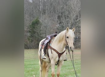 Trekpaard, Ruin, 10 Jaar, 152 cm, Palomino