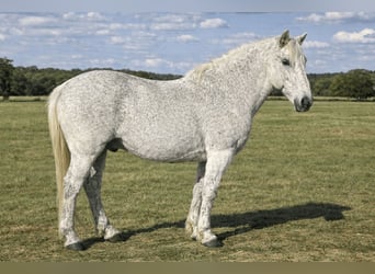 Trekpaard Mix, Ruin, 10 Jaar, 152 cm, Schimmel