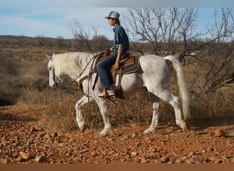 Trekpaard Mix, Ruin, 10 Jaar, 152 cm