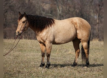 Trekpaard, Ruin, 10 Jaar, 160 cm, Buckskin