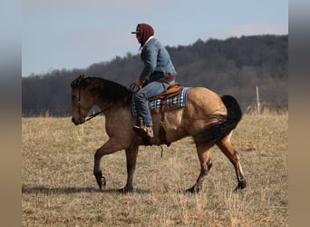 Trekpaard, Ruin, 10 Jaar, 160 cm, Buckskin