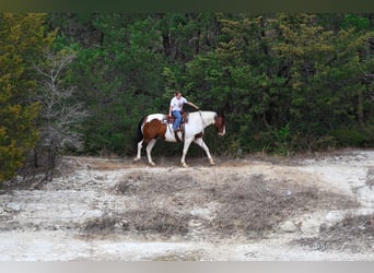 Trekpaard Mix, Ruin, 10 Jaar, 160 cm, Gevlekt-paard