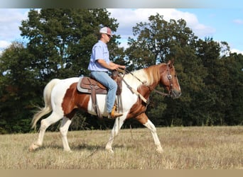 Trekpaard, Ruin, 10 Jaar, 163 cm, Donkere-vos