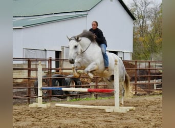 Trekpaard Mix, Ruin, 10 Jaar, 163 cm, Schimmel