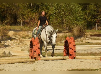 Trekpaard Mix, Ruin, 10 Jaar, 163 cm, Schimmel