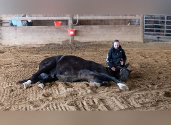 Trekpaard Mix, Ruin, 10 Jaar, 163 cm, Zwart