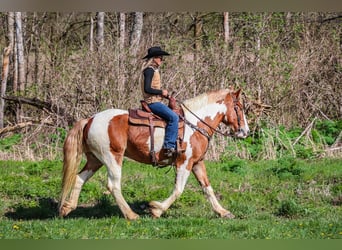 Trekpaard, Ruin, 10 Jaar, 165 cm, Donkere-vos