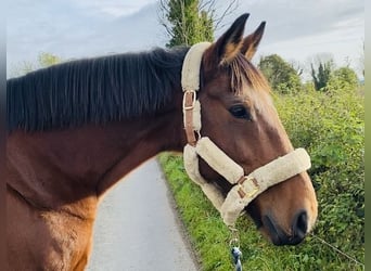 Trekpaard, Ruin, 10 Jaar, 167 cm, Brauner