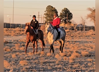 Trekpaard Mix, Ruin, 10 Jaar, 173 cm, Appelschimmel