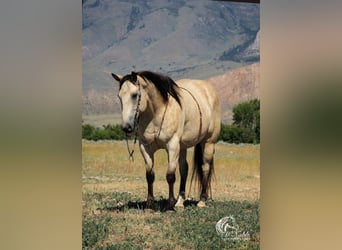 Trekpaard Mix, Ruin, 10 Jaar, Buckskin