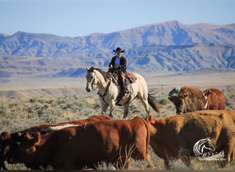 Trekpaard Mix, Ruin, 10 Jaar, Buckskin