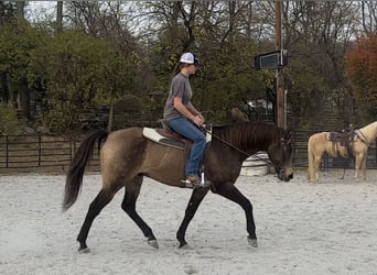 Trekpaard Mix, Ruin, 10 Jaar, Buckskin