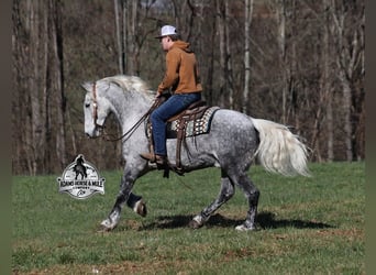 Trekpaard Mix, Ruin, 10 Jaar, Schimmel