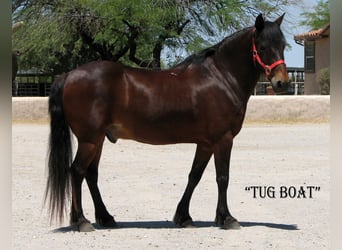 Trekpaard, Ruin, 11 Jaar, 130 cm, Roodbruin