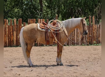 Trekpaard, Ruin, 11 Jaar, 155 cm, Palomino