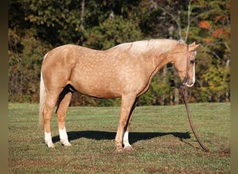 Trekpaard, Ruin, 11 Jaar, 160 cm, Palomino