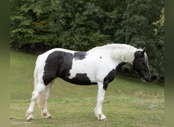 Trekpaard, Ruin, 11 Jaar, 160 cm, Tobiano-alle-kleuren