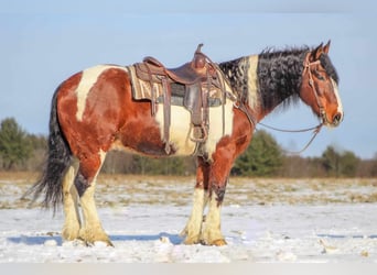 Trekpaard Mix, Ruin, 11 Jaar, 163 cm, Gevlekt-paard