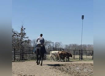 Trekpaard, Ruin, 11 Jaar, 163 cm, Zwart