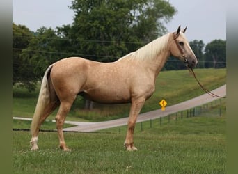 Trekpaard, Ruin, 11 Jaar, 165 cm, Palomino