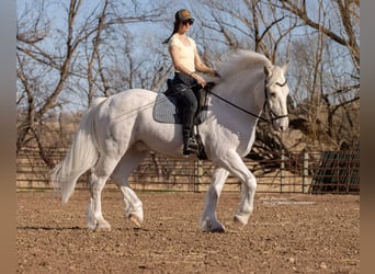 Trekpaard Mix, Ruin, 11 Jaar, 173 cm, Appelschimmel